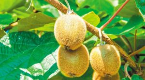 dimos-tebon-diimeri-giorti-gia-to-aktinidio-stin-aigani-273576