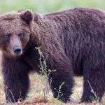Αρκούδα διασχίζει την λίμνη Πολυφύτου κολυμπώντας! (Βίντεο)