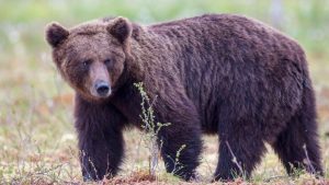 Αρκούδα διασχίζει την λίμνη Πολυφύτου κολυμπώντας! (Βίντεο)