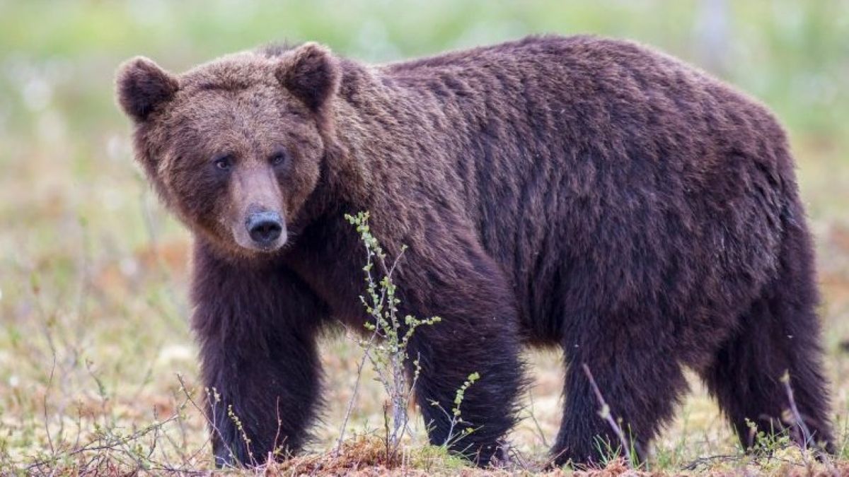 Αρκούδα διασχίζει την λίμνη Πολυφύτου κολυμπώντας! (Βίντεο)