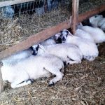 tin-amesi-lipsi-metron-prolipsis-kata-tis-evlogias-zita-i-ktinotrofiki-enosi-filotiou-naxou-102121