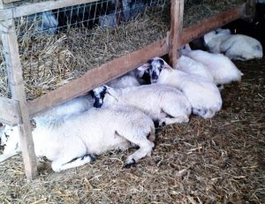 tin-amesi-lipsi-metron-prolipsis-kata-tis-evlogias-zita-i-ktinotrofiki-enosi-filotiou-naxou-102121