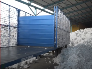 Λάρισα: Καλή η σοδειά στο βαμβάκι - Χαμηλές οι τιμές