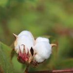 Το Πακιστάν ενδέχεται να εισαγάγει έως 7 εκατ. δέματα βαμβακιού μετά τις καταστροφικές πλημμύρες