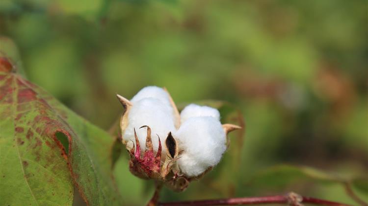 Το Πακιστάν ενδέχεται να εισαγάγει έως 7 εκατ. δέματα βαμβακιού μετά τις καταστροφικές πλημμύρες