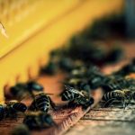 Βουλγαρία: Πάνω από €23 εκατ. σε πληρωμές για οίνο και μελισσοκομία