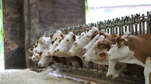 Πρώτο κρούσμα οζώδους δερματίτιδας στα βοοειδή στην Ισπανία