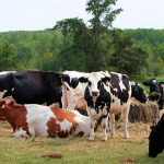 Η Γαλλία απαγορεύει την εξαγωγή βοοειδών λόγω εξάπλωσης της δερματίτιδας