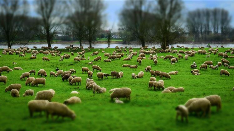 Σαρόπουλος: Στρεβλώσεις στους βοσκοτόπους και Ευρωπαϊκές Οικονομικές Ενισχύσεις