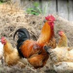 Αυξημένος κίνδυνος επανεμφάνισης γρίπης των πτηνών