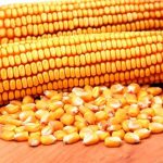 Το Μεξικό επεκτείνει τις τράπεζες σπόρων για τη διαφύλαξη του καλαμποκιού