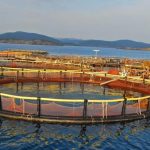 Σε θετικά νερά η ελληνική ιχθυοκαλλιέργεια – Εξαγωγική άνοδος και νέα πνοή το 2025