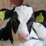 Η νέα διατροφική πρόταση του EAT-Lancet: λιγότερο κρέας, περισσότερα φυτά για την υγεία του πλανήτη