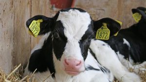 Η νέα διατροφική πρόταση του EAT-Lancet: λιγότερο κρέας, περισσότερα φυτά για την υγεία του πλανήτη