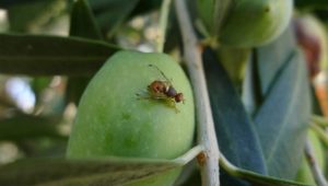 Ελαίας Καρπός