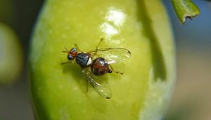 Ο «κολλητός» του δάκου