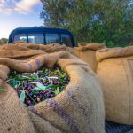 Ελαίας Καρπός