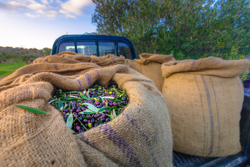 Ελαίας Καρπός
