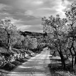 Τιμές ελαιολάδου: Οι βροχές σώζουν τις ελιές, αλλά οι τιμές πνίγουν τους παραγωγούς