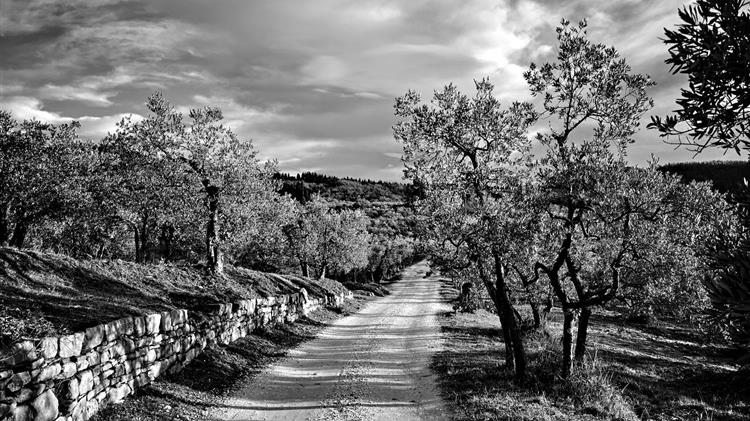 Τιμές ελαιολάδου: Οι βροχές σώζουν τις ελιές, αλλά οι τιμές πνίγουν τους παραγωγούς