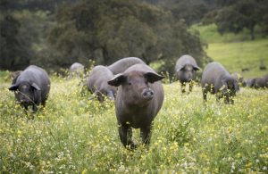 Απαξίωση και απόλυτος εμπαιγμός στην πληρωμή για τις Σπάνιες Φυλές