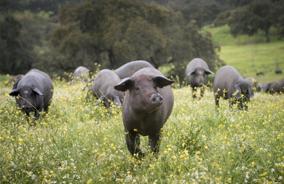 Απαξίωση και απόλυτος εμπαιγμός στην πληρωμή για τις Σπάνιες Φυλές