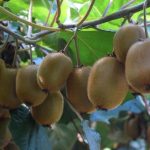 Ακτινίδιο: Η πρόωρη συγκομιδή κοστίζει 20% σε βάρος και καταστρέφει τη φήμη