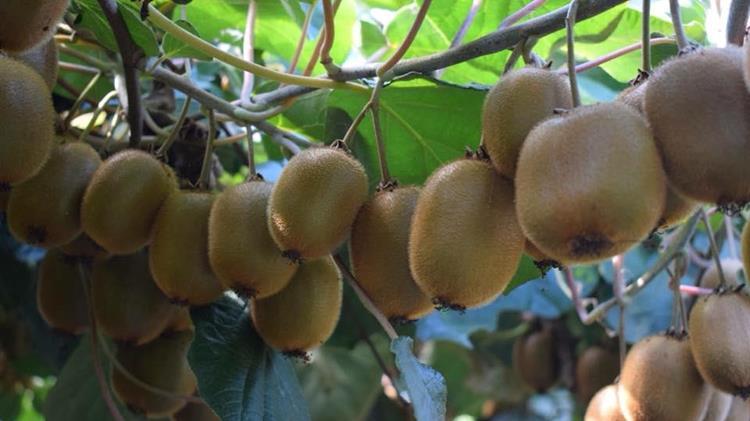 Ακτινίδιο: Η πρόωρη συγκομιδή κοστίζει 20% σε βάρος και καταστρέφει τη φήμη