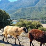 epistoli-koureta-ston-prothypourgo-okto-protaseis-gia-ti-thorakisi-tis-ellinikis-ktinotrofias-271451