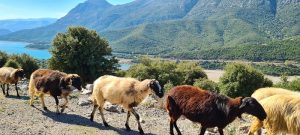 epistoli-koureta-ston-prothypourgo-okto-protaseis-gia-ti-thorakisi-tis-ellinikis-ktinotrofias-271451