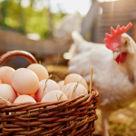 Το υπερτρόφιμο αυγό έχει την παγκόσμια ημέρα του