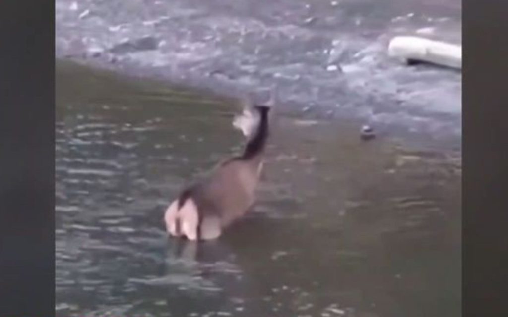 Συγκλονιστικό βίντεο: Ελάφι βουτά στην λίμνη Μπελέτσι για να γλιτώσει από λύκους