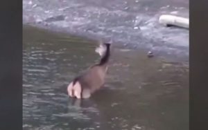 Συγκλονιστικό βίντεο: Ελάφι βουτά στην λίμνη Μπελέτσι για να γλιτώσει από λύκους