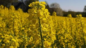 Αυξάνεται η παραγωγή ελαιοκράμβης στην ΕΕ – Μειωμένες οι προβλέψεις για τον ηλιόσπορο