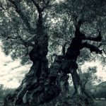 Τιμές ελαιολάδου 2025