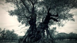 Τιμές ελαιολάδου 2025