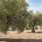 prosvoles-apo-mykites-se-elaiones-tis-pe-chanion-217094