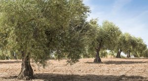 prosvoles-apo-mykites-se-elaiones-tis-pe-chanion-217094