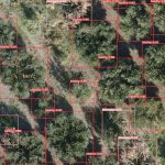 Εφαρμογή με droneς, κάμερες και ΤΝ για την αντιμετώπιση της βερτισιλλίωσης της ελιάς αναπτύσσει η Α.Γ.Σ