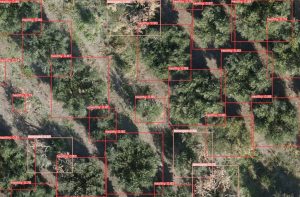 Εφαρμογή με droneς, κάμερες και ΤΝ για την αντιμετώπιση της βερτισιλλίωσης της ελιάς αναπτύσσει η Α.Γ.Σ