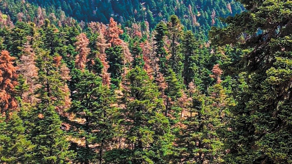 Απομάκρυνση και υλοτόμηση ξερών ελάτων στη Δίβρη