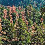 Απομάκρυνση και υλοτόμηση ξερών ελάτων στη Δίβρη