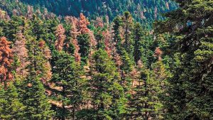 Απομάκρυνση και υλοτόμηση ξερών ελάτων στη Δίβρη