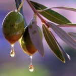 Ελαιογένεση: Η αόρατη χημεία που μετατρέπει την ελιά σε χρυσό