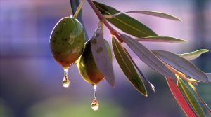 Ελαιογένεση: Η αόρατη χημεία που μετατρέπει την ελιά σε χρυσό