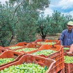 Εκτιμήσεις για μειωμένη παραγωγή, παρά τις ευεργετικές βροχοπτώσεις του φθινοπώρου