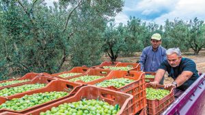 Εκτιμήσεις για μειωμένη παραγωγή, παρά τις ευεργετικές βροχοπτώσεις του φθινοπώρου