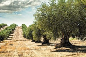 ΟΕΦ: Κοινό αίτημα αποκατάστασης της νομιμότητας και άμεσης εκκαθάρισης των Προγραμμάτων Εργασίας 2024