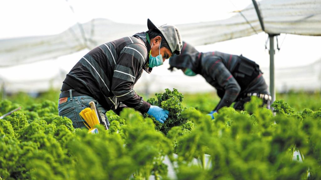 Η Βρετανία χαλαρώνει τους κανόνες για τις βίζες εποχικών αγροτικών εργατών