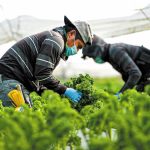 Η Βρετανία χαλαρώνει τους κανόνες για τις βίζες εποχικών αγροτικών εργατών